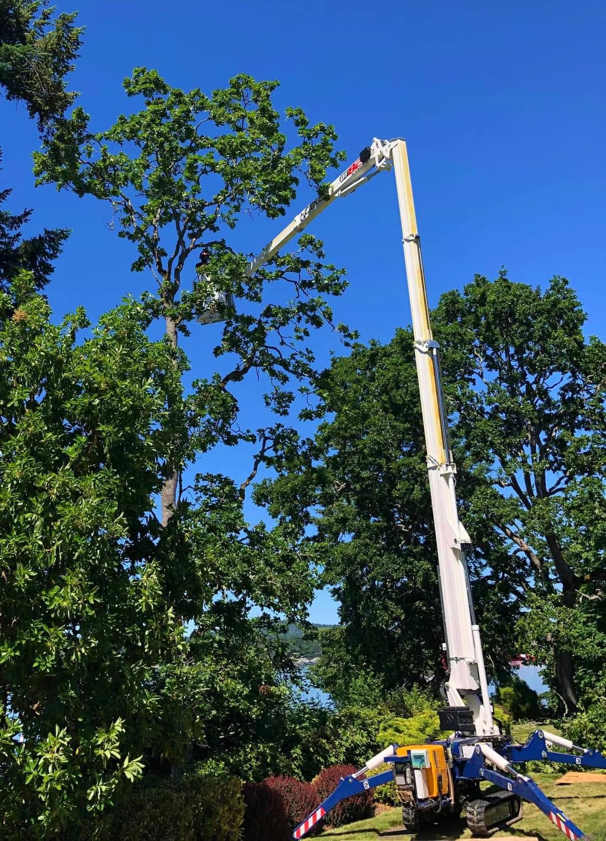 Tree Pruning And Shaping Emerald Tree Service